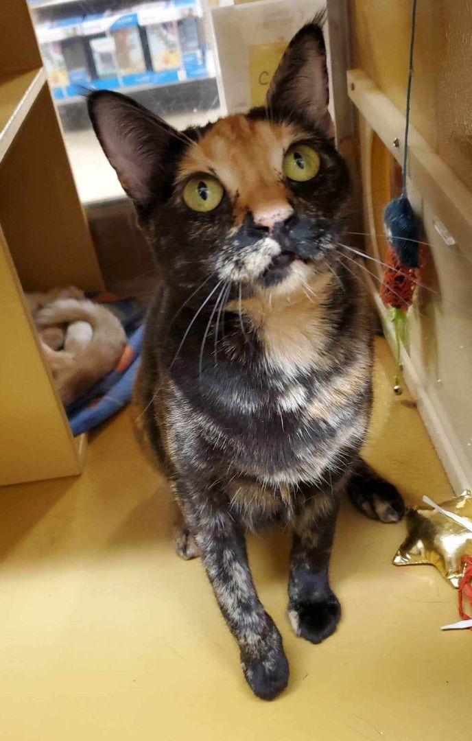 BEBE, a Adoptable mixed breed in HEMET, CA image 4/6