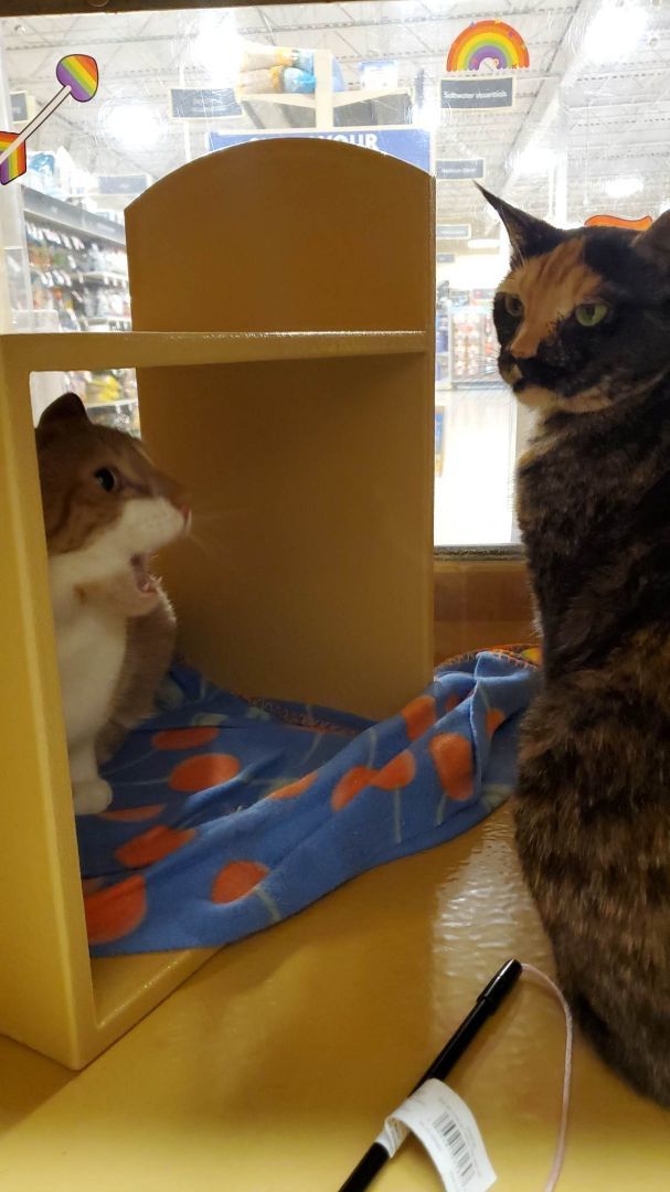 BEBE, a Adoptable mixed breed in HEMET, CA image 5/6