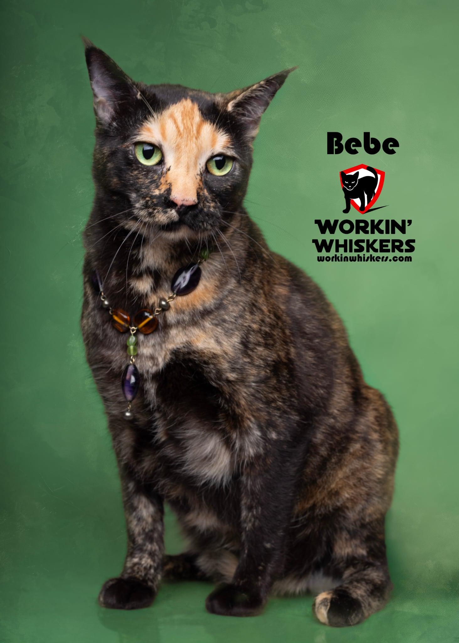 Enlarge BEBE, a Adoptable mixed breed in Murrieta, CA image 1/6