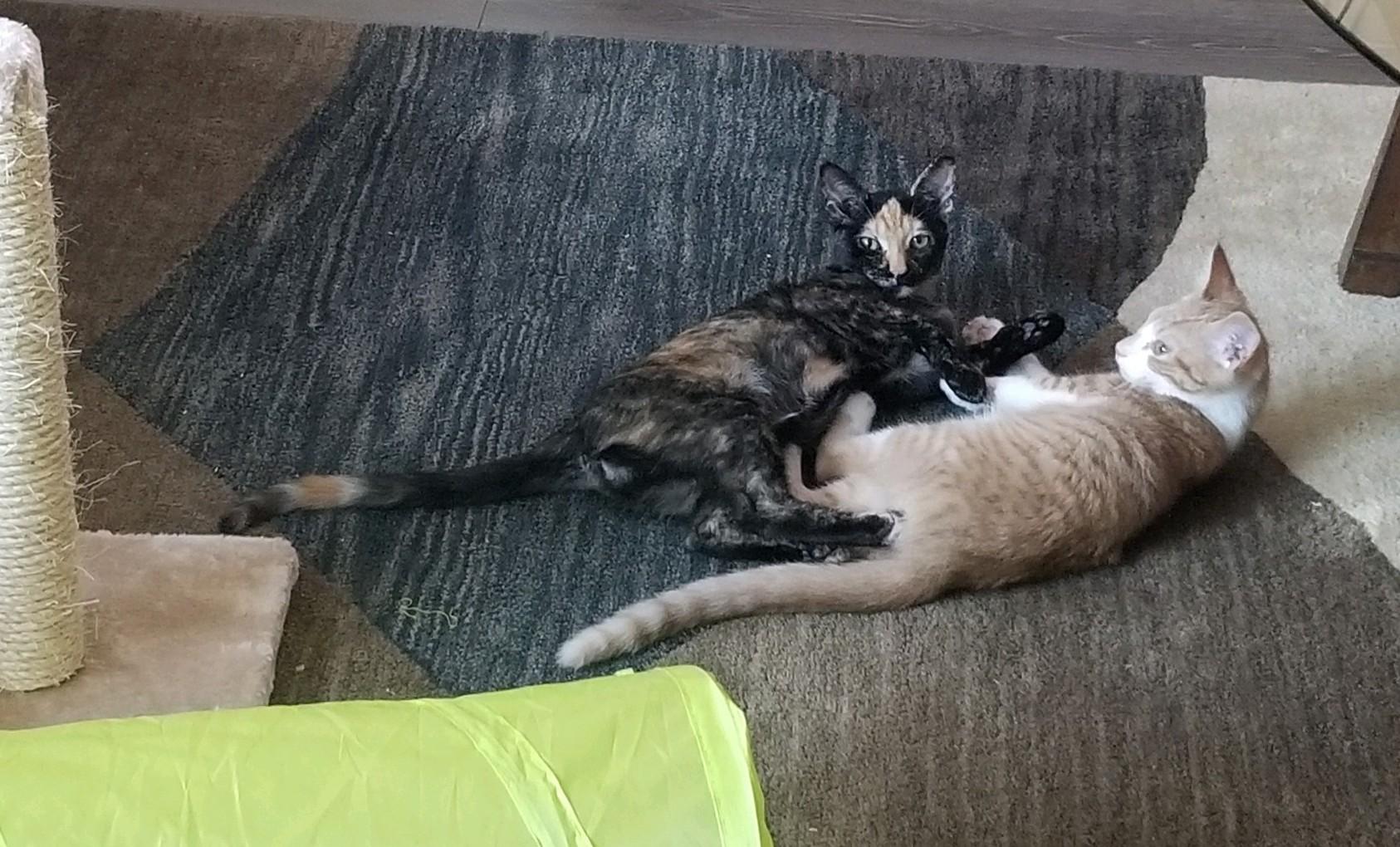 Enlarge BEBE, a Adoptable mixed breed in Murrieta, CA image 5/6