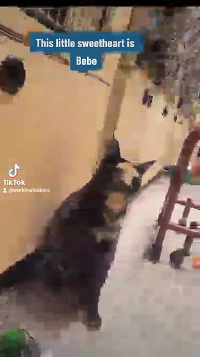 Enlarge BEBE, a Adoptable mixed breed in HEMET, CA video 6/6