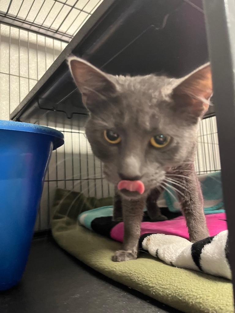 Enlarge Dakota, a Adoptable mixed breed in Saginaw, MI image 1/1