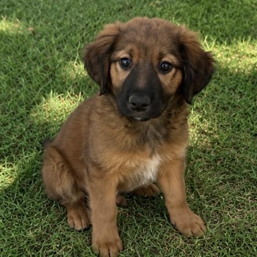 Hannah , an adopted mixed breed in Pelham, NH image 1/6