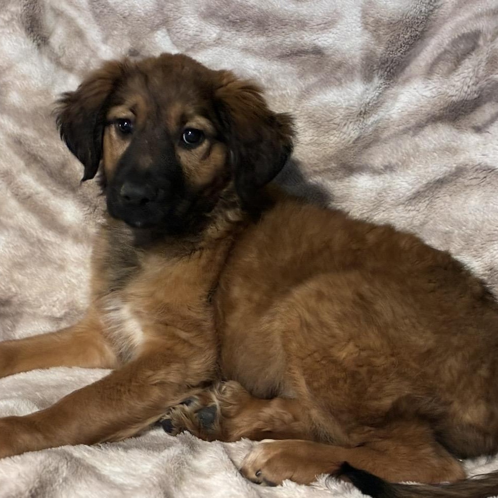 Hannah , an adopted mixed breed in Pelham, NH image 3/6