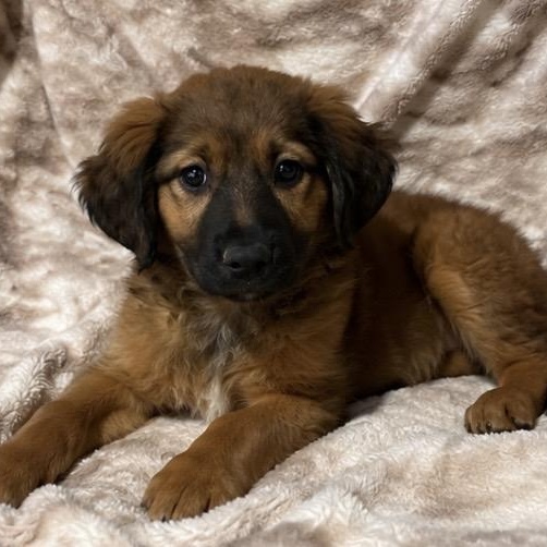 Hannah , an adopted mixed breed in Pelham, NH image 5/6