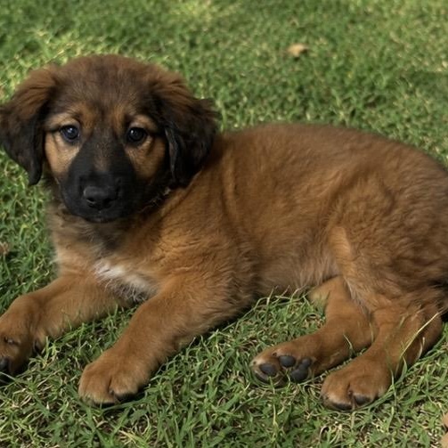 Hannah , an adopted mixed breed in Pelham, NH image 6/6