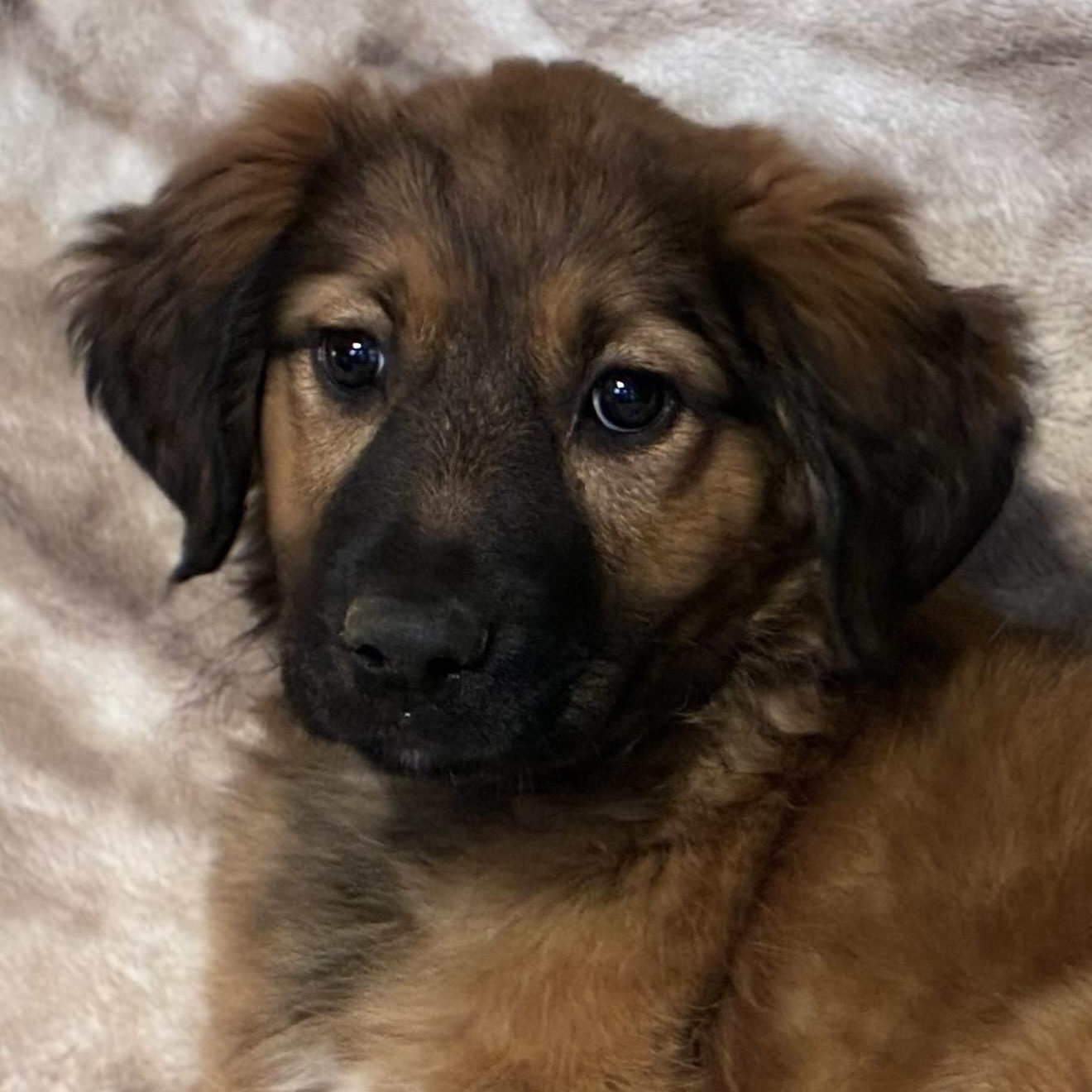 Hannah , an adopted mixed breed in Pelham, NH image 2/6