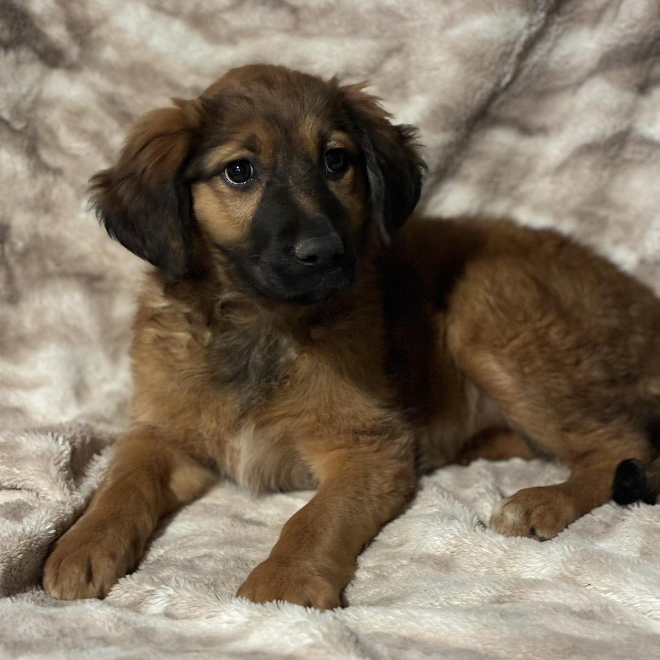 Hannah , an adopted mixed breed in Pelham, NH image 4/6