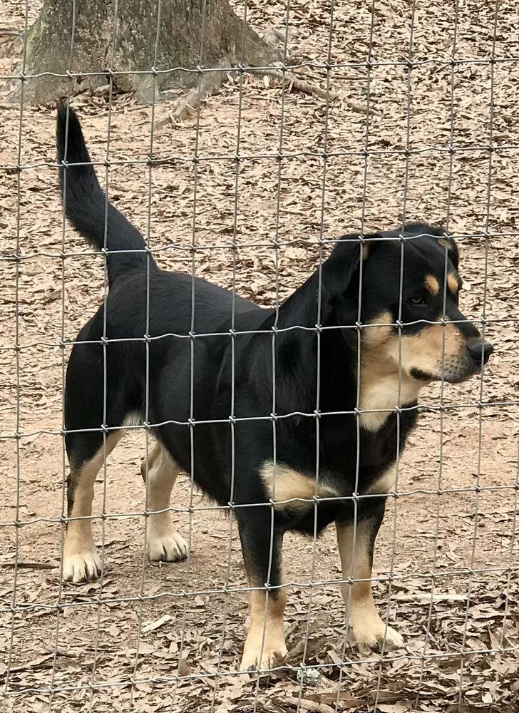 Deputy, Adoptable, Puppy Male Black and Tan Coonhound & Flat-Coated Retriever.