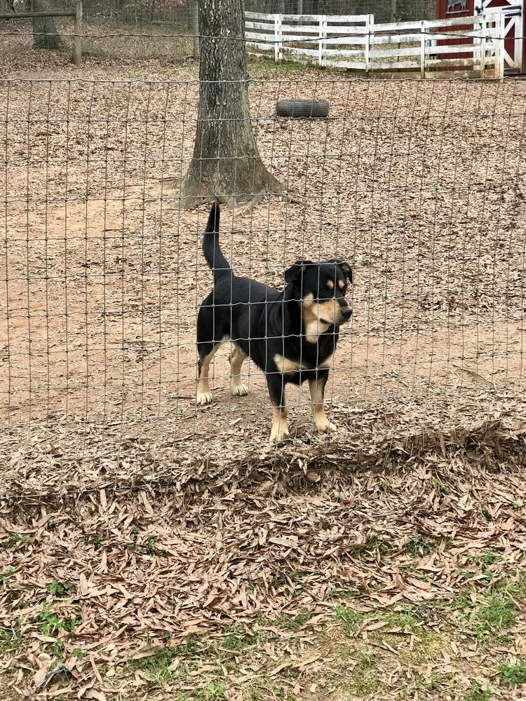 Enlarge Deputy, a Adoptable mixed breed in Gillsville, GA image 2/6