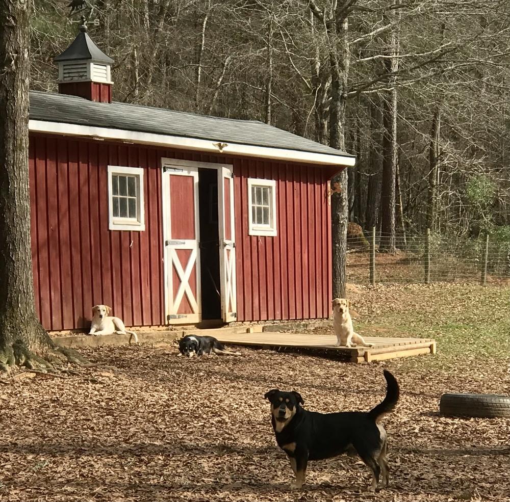 Enlarge Deputy, a Adoptable mixed breed in Gillsville, GA image 3/6