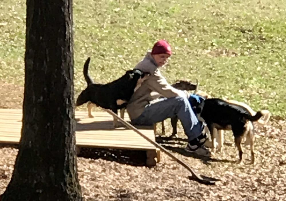 Enlarge Deputy, a Adoptable mixed breed in Gillsville, GA image 5/6