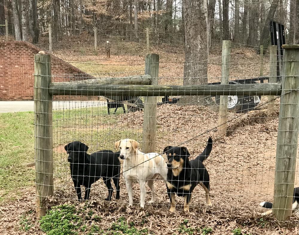 Enlarge Deputy, a Adoptable mixed breed in Gillsville, GA image 6/6