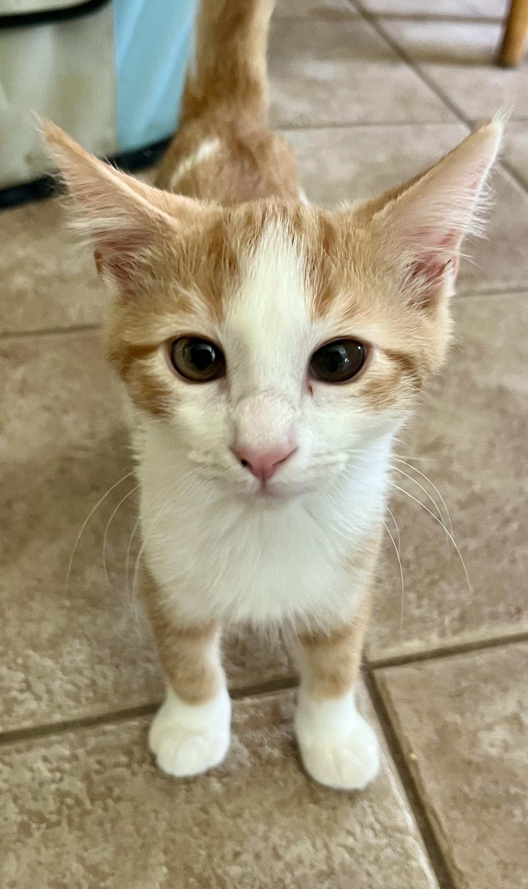 Cyrus