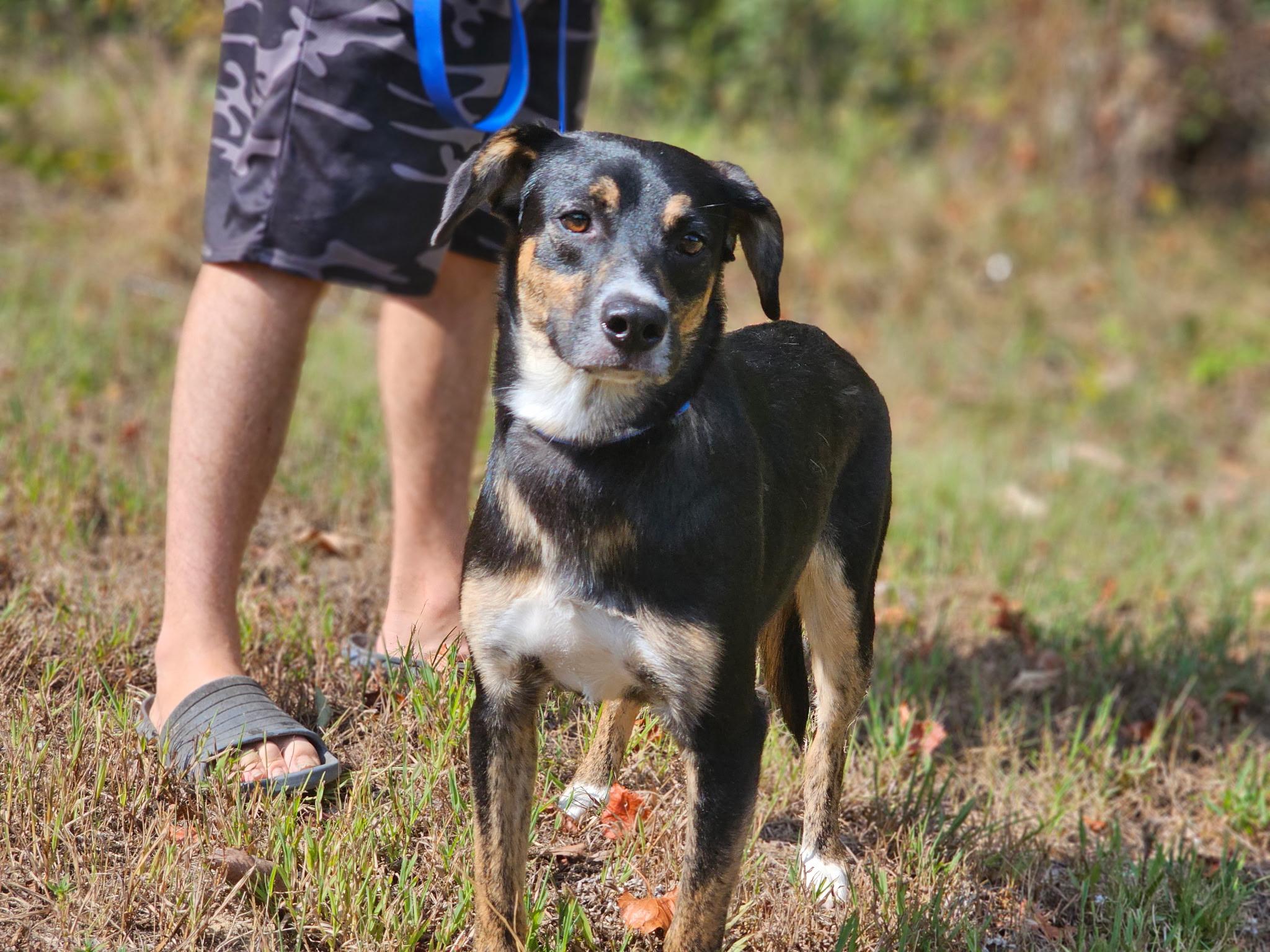 Enlarge Arlo, a Adoptable mixed breed in Newfoundland, NJ image 1/2