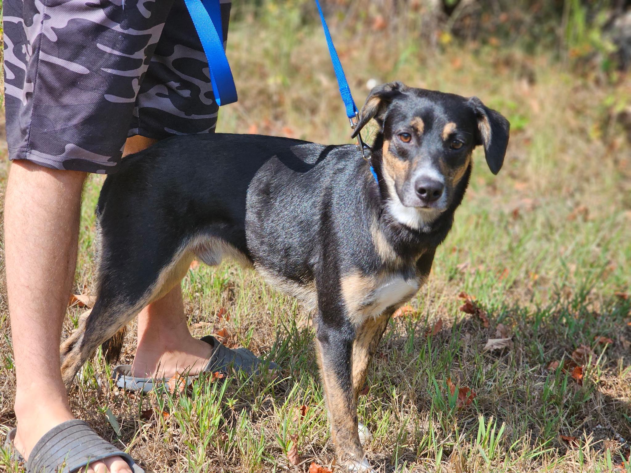 Enlarge Arlo, a Adoptable mixed breed in Newfoundland, NJ image 2/2