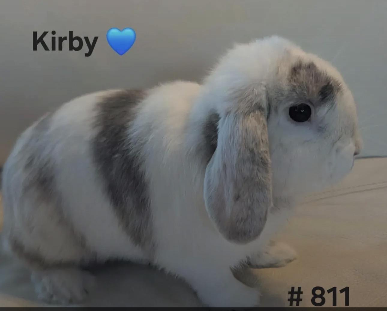 Kirby, adopted, Young Male Mini Lop.