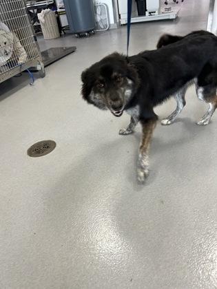 Nala — thumbnail 2