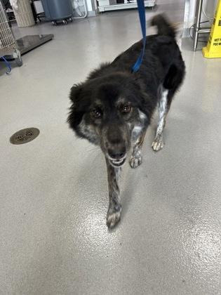 Nala — thumbnail 3