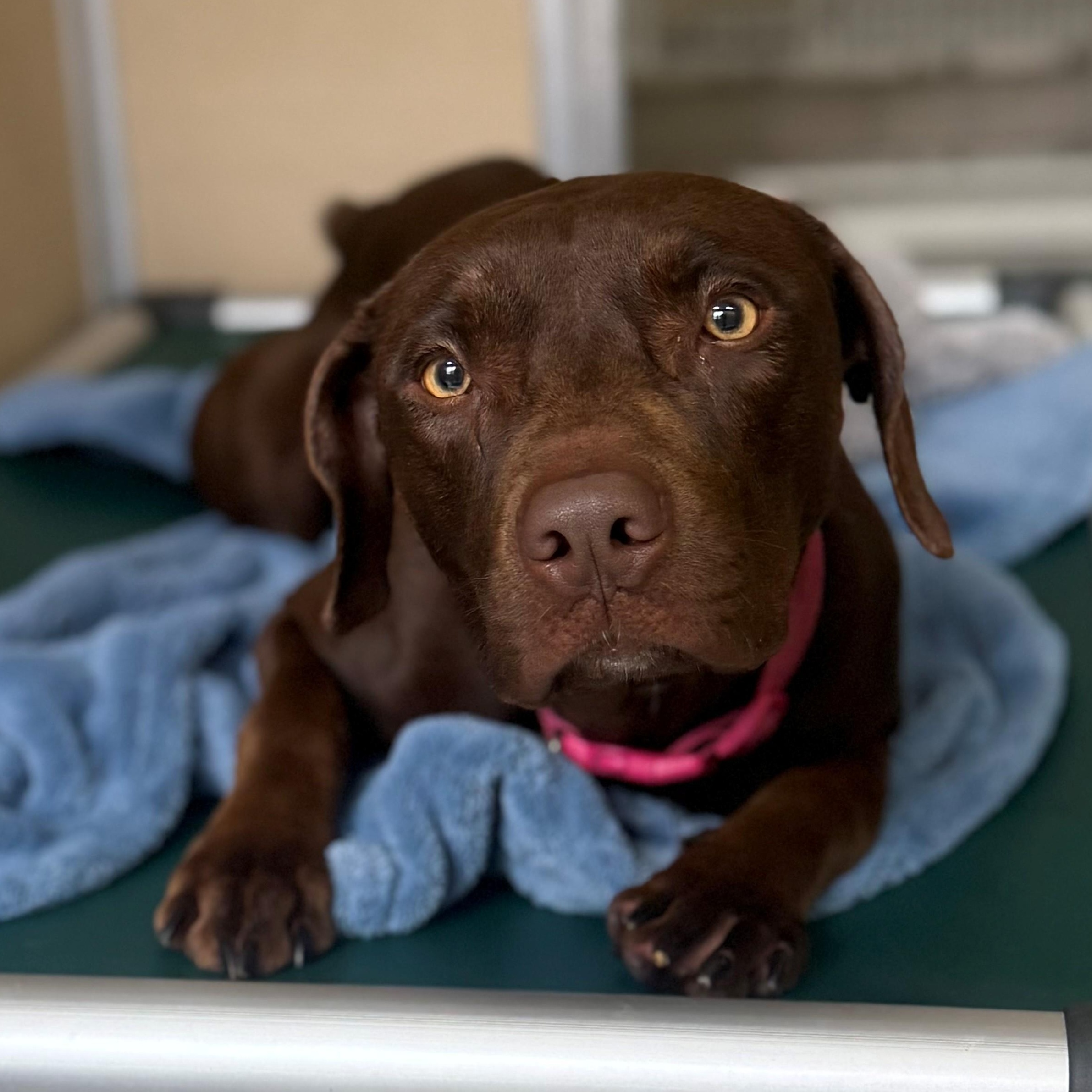 Nala, ADOPTABLE, Adult Female Labrador Retriever & Pit Bull Terrier.
