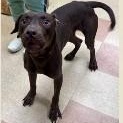 Enlarge Nala, a ADOPTABLE mixed breed in St. Augustine, FL image 2/2