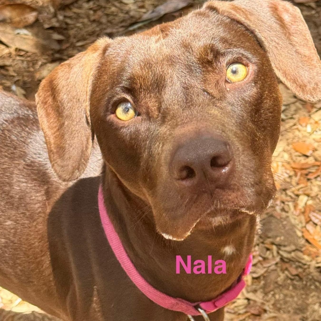 Enlarge Nala, a ADOPTABLE mixed breed in St. Augustine, FL image 1/3
