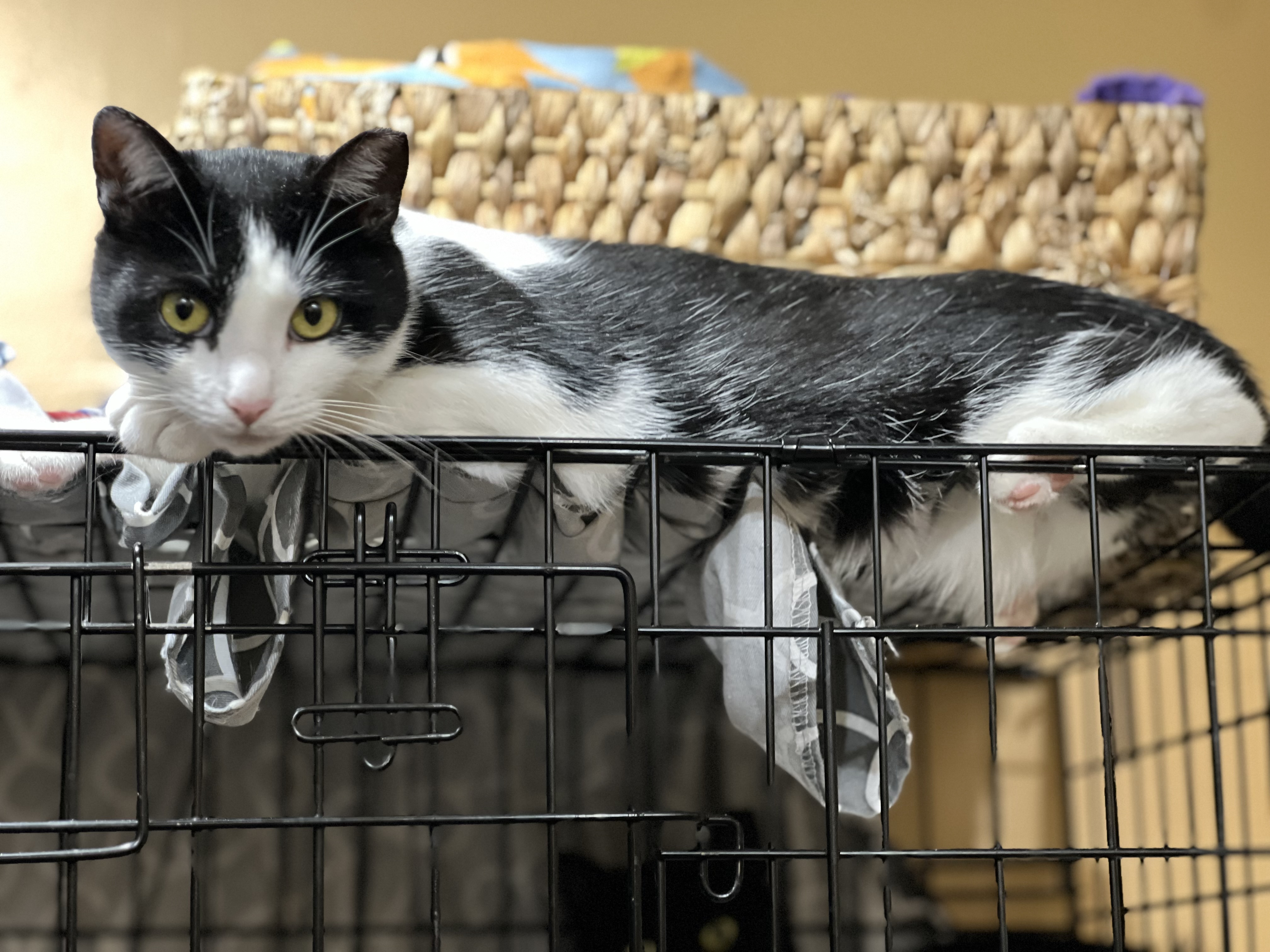 Enlarge Daisy, a Adoptable Domestic Short Hair image 6/6