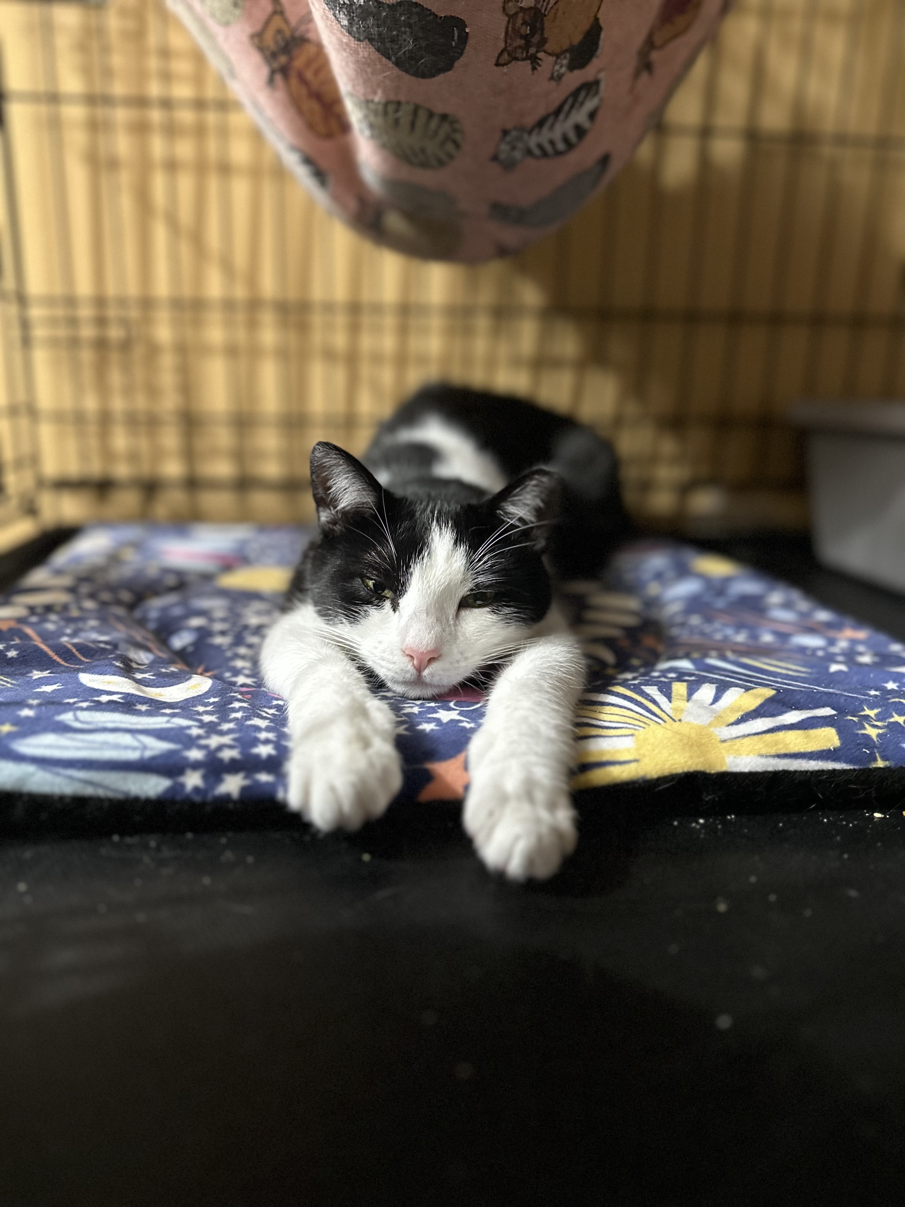 Enlarge Daisy, a Adoptable Domestic Short Hair image 4/6