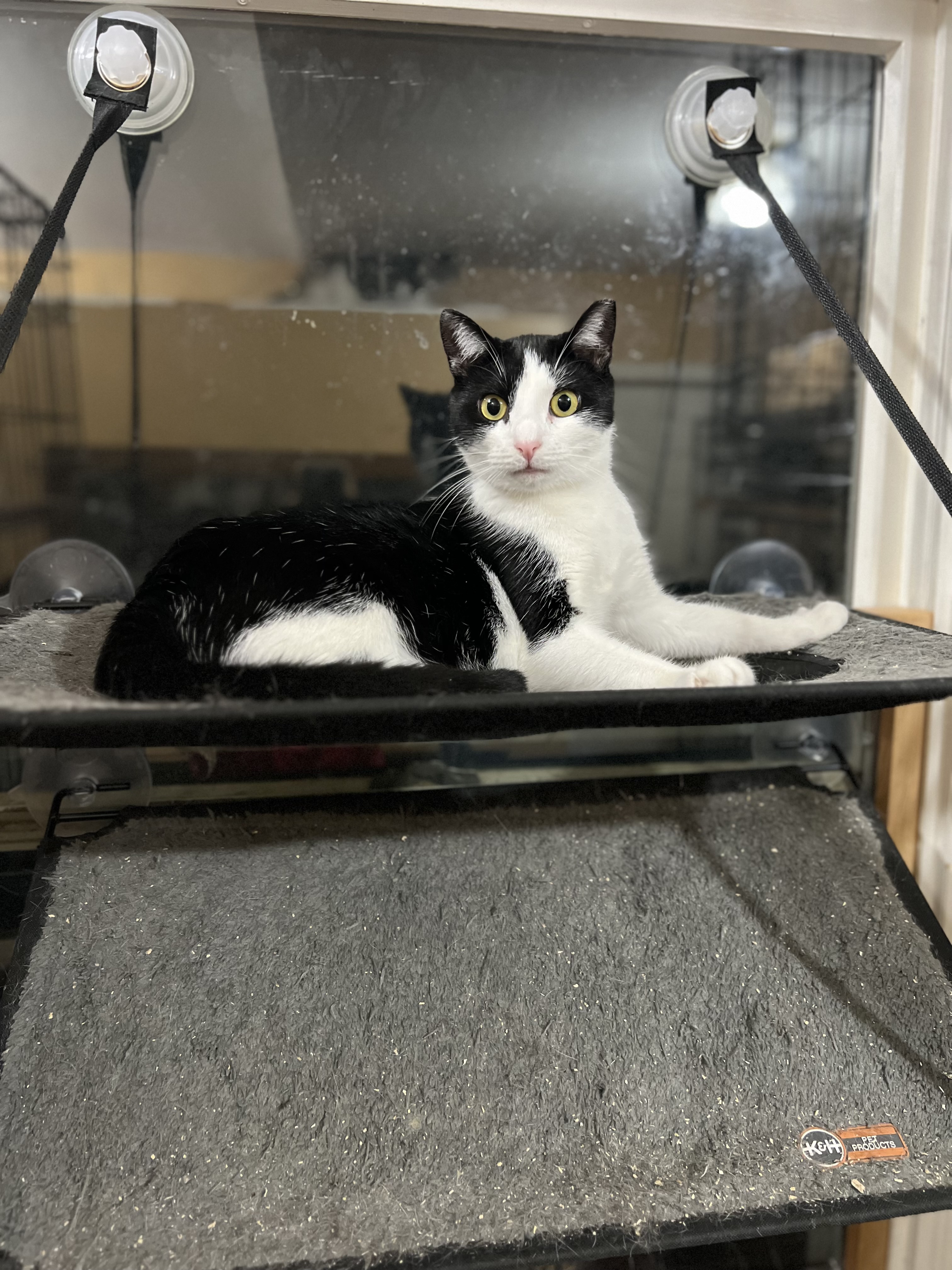 Enlarge Daisy, a Adoptable Domestic Short Hair image 5/6