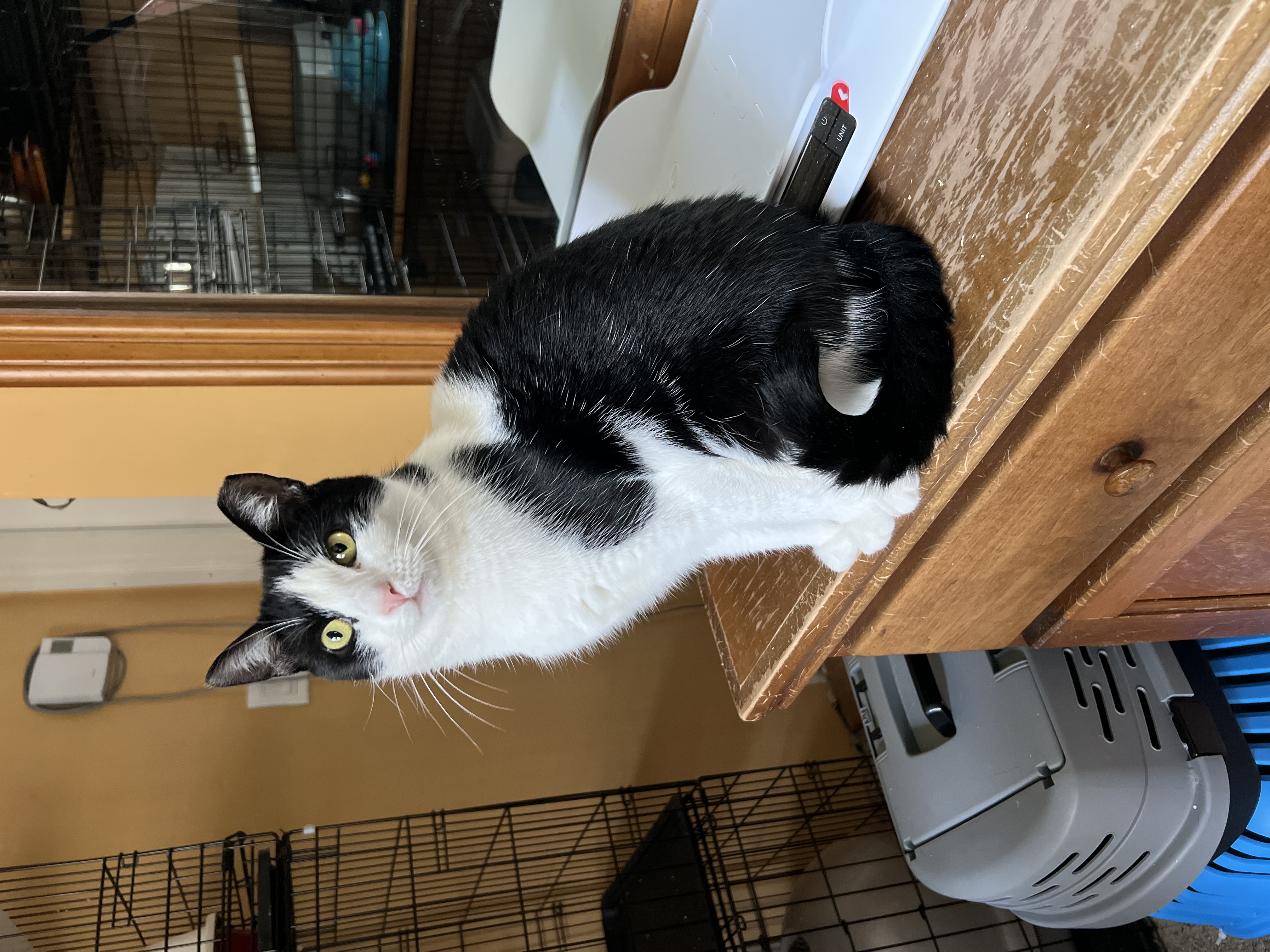 Enlarge Daisy, a Adoptable Domestic Short Hair image 2/6