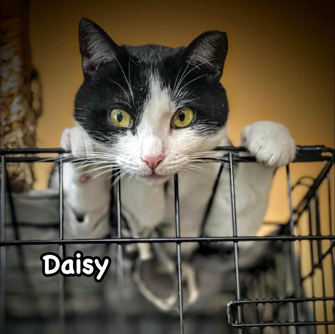 Enlarge Daisy, a Adoptable Domestic Short Hair image 1/6