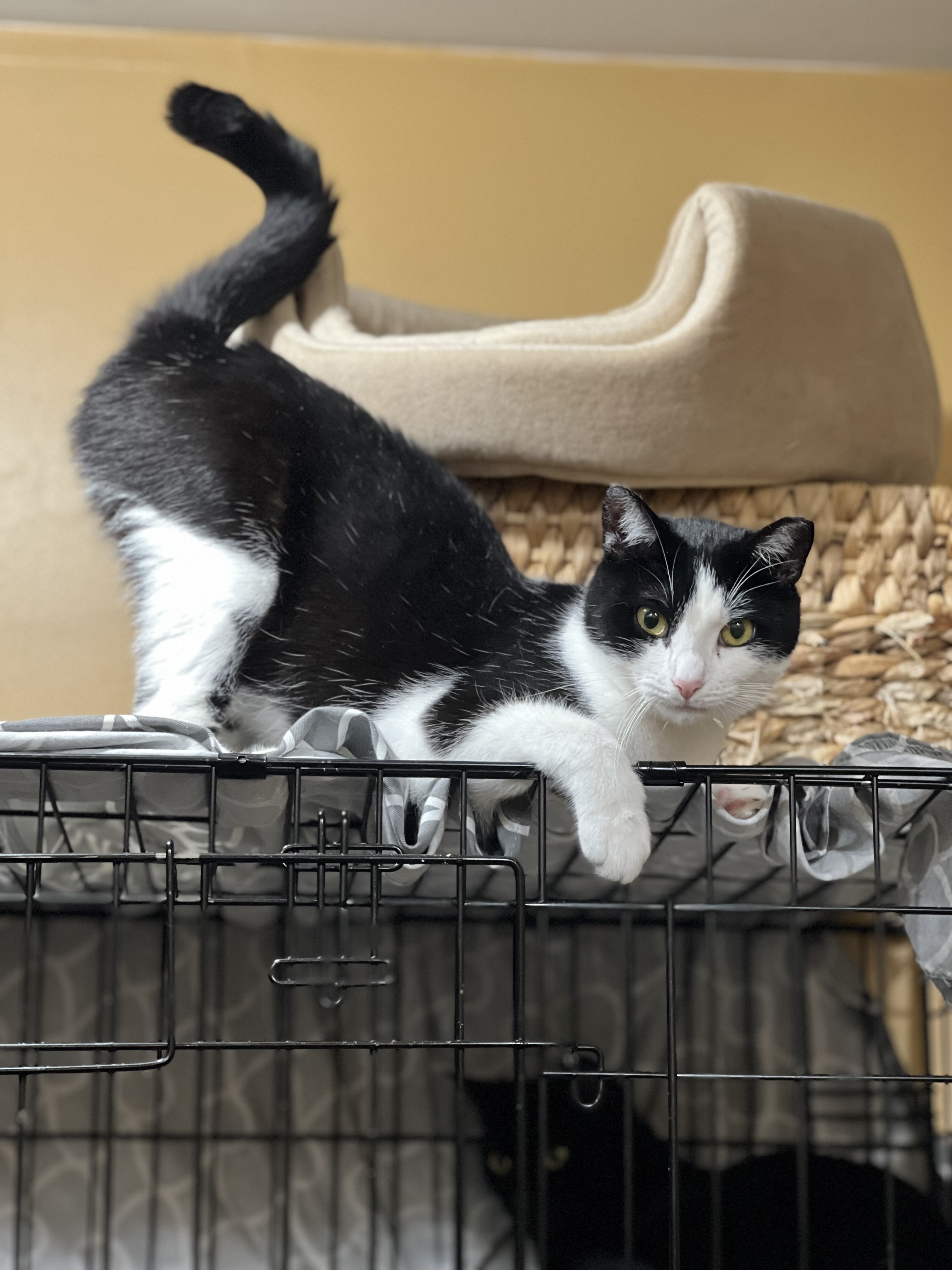 Enlarge Daisy, a Adoptable Domestic Short Hair image 3/6