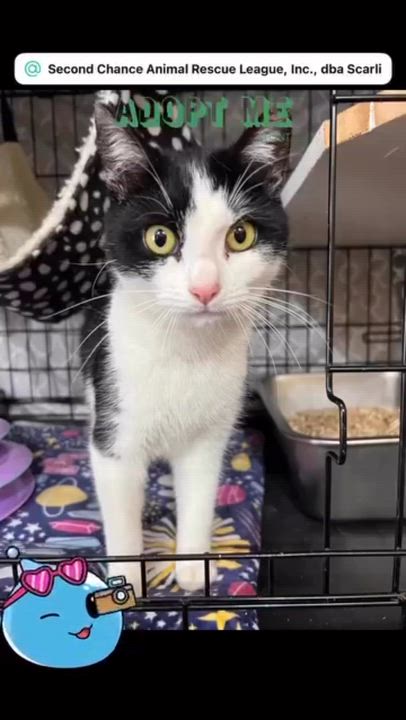 Enlarge Daisy, a Adoptable Domestic Short Hair in Syosset, NY video 6/6