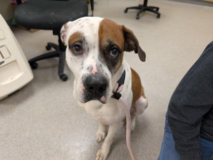 Enlarge Chop, a Adoptable mixed breed in Maumee, OH image 1/1