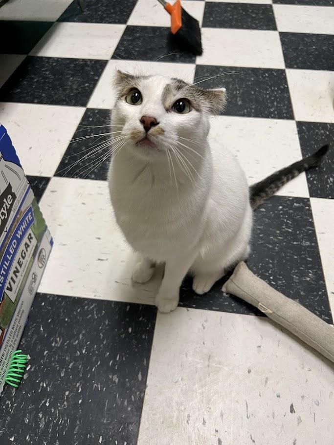 Enlarge Kallie, a Adoptable Domestic Short Hair in Chicago, IL image 3/3