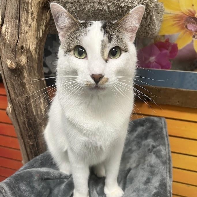 Kallie, Adoptable, Young Female Domestic Short Hair.