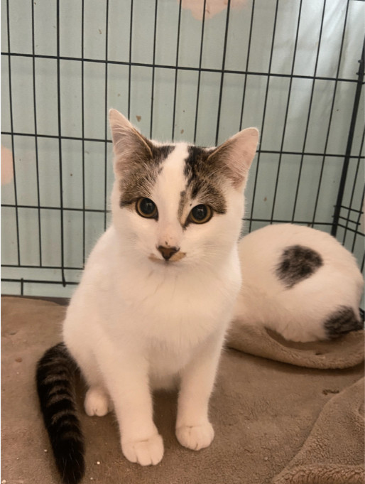 Enlarge Kallie, a Adoptable Domestic Short Hair in Chicago, IL image 1/1