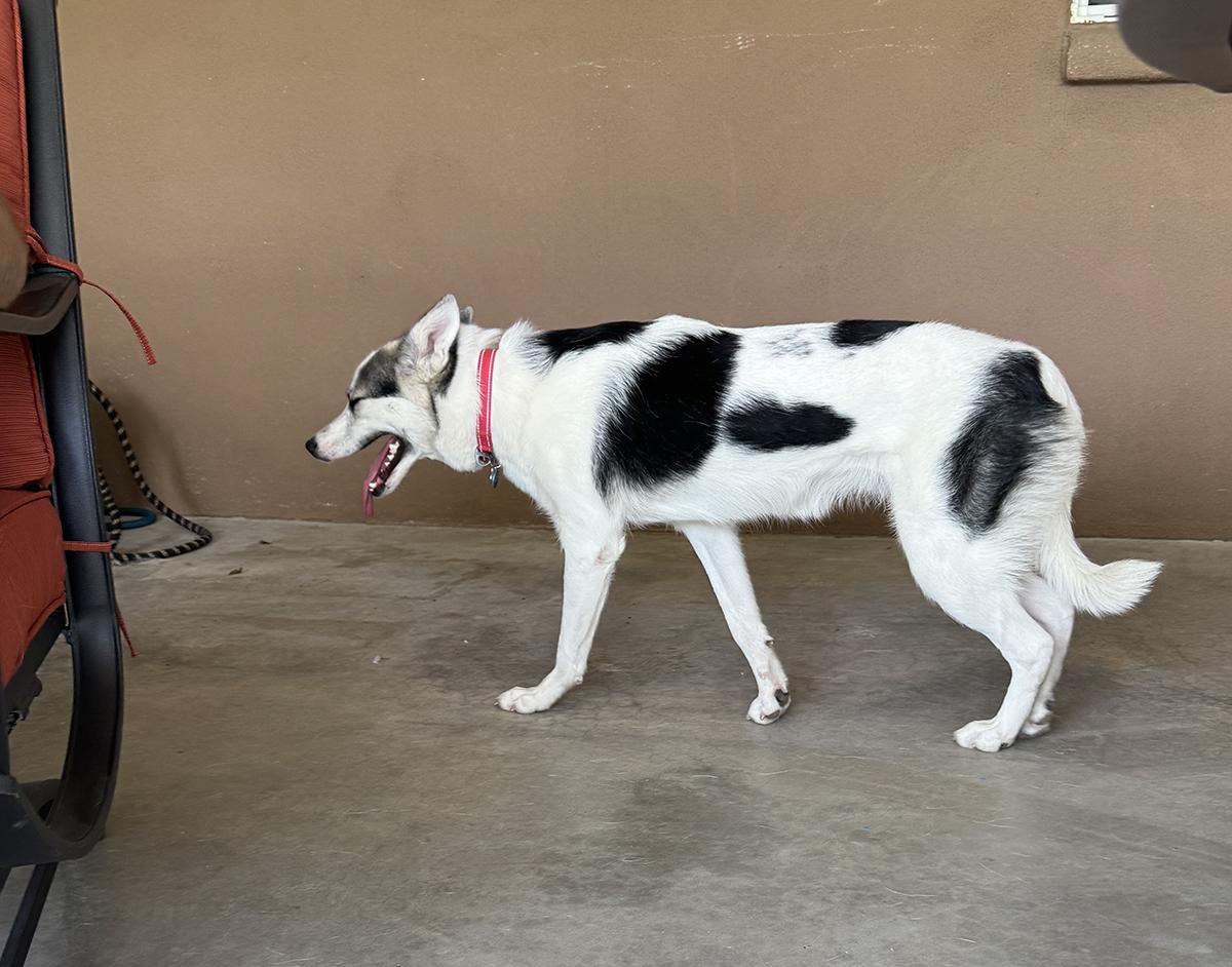 Enlarge Patches, a ADOPTABLE mixed breed in Scottsdale, AZ image 5/6