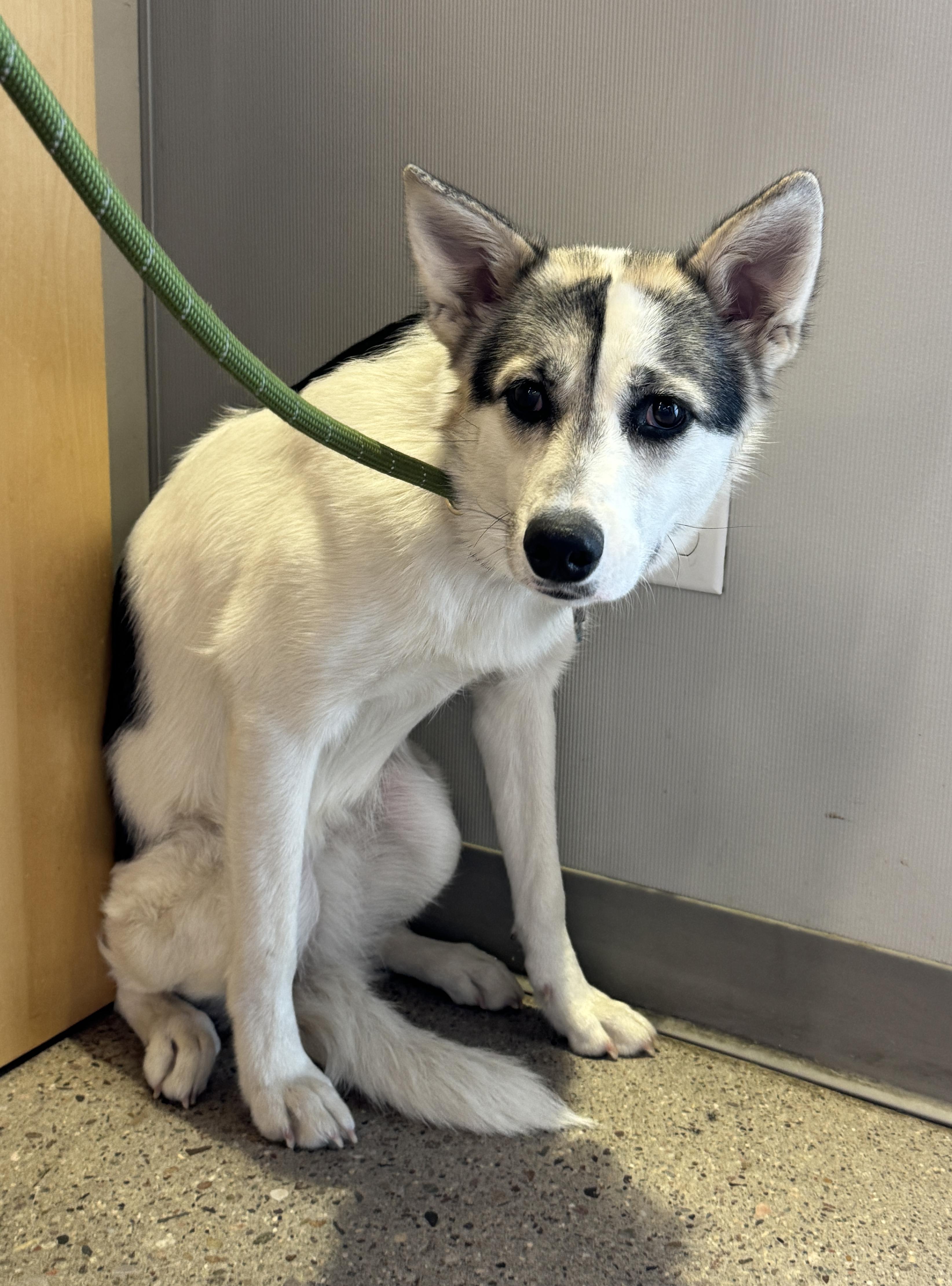 Enlarge Patches, a ADOPTABLE mixed breed in Scottsdale, AZ image 4/6
