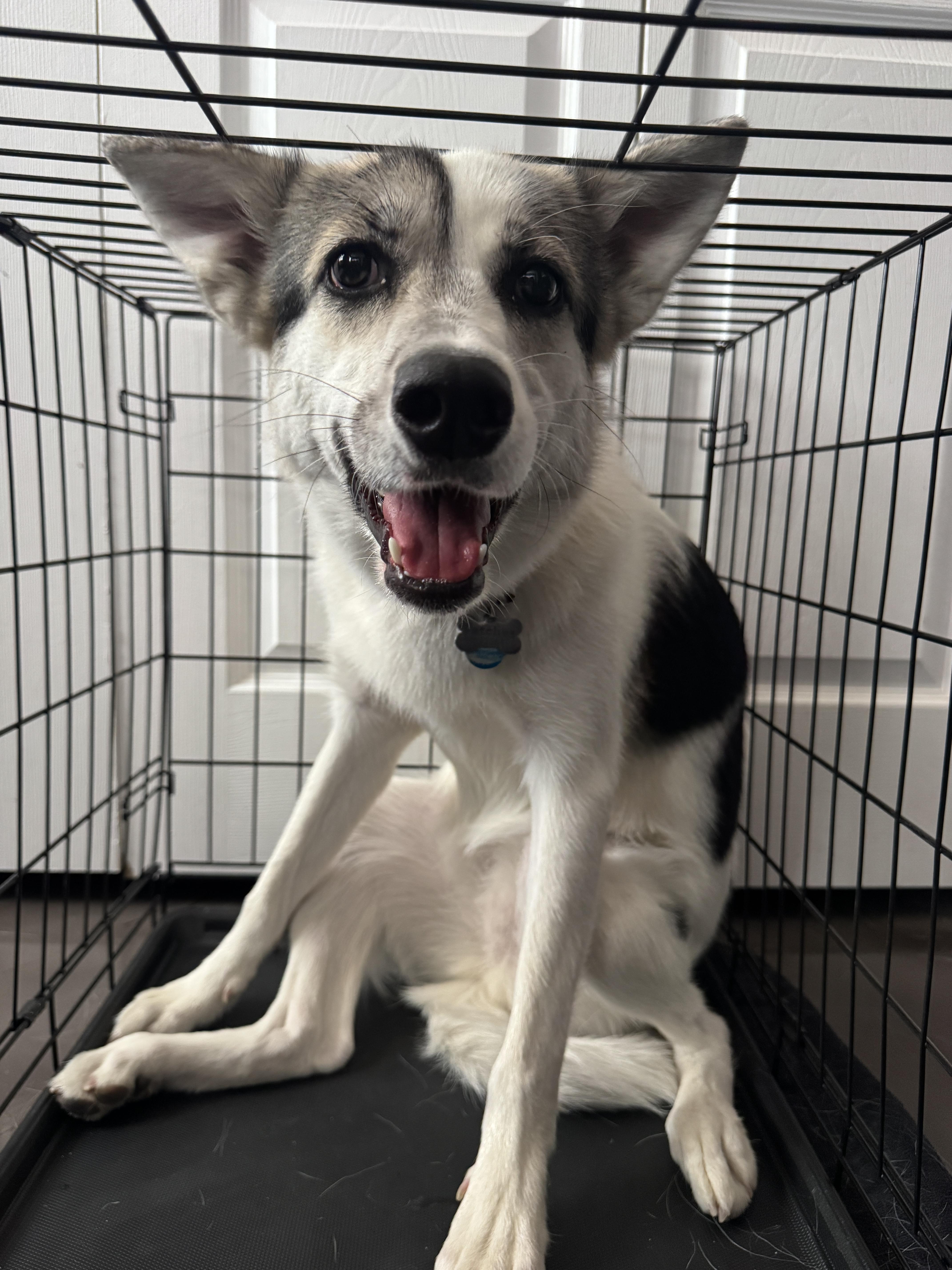 Enlarge Patches, a ADOPTABLE mixed breed in Scottsdale, AZ image 6/6