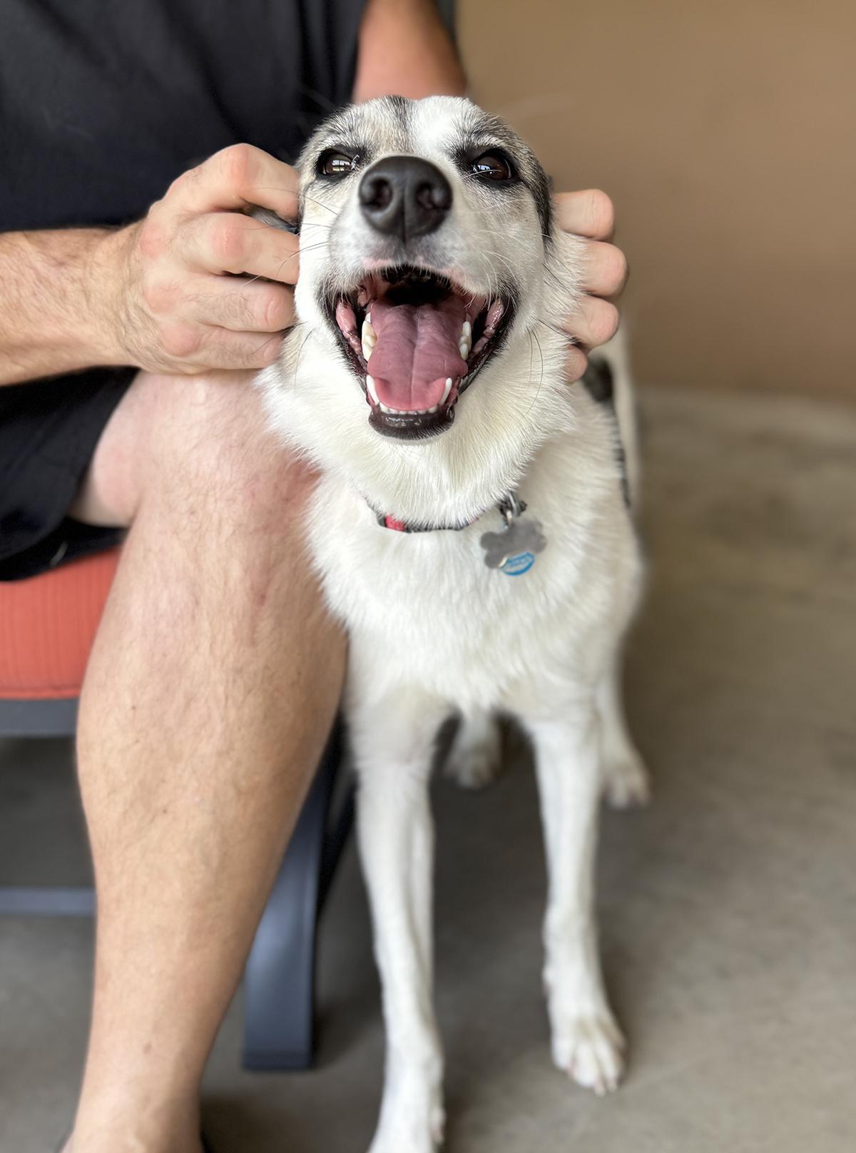Enlarge Patches, a ADOPTABLE mixed breed in Scottsdale, AZ image 2/6