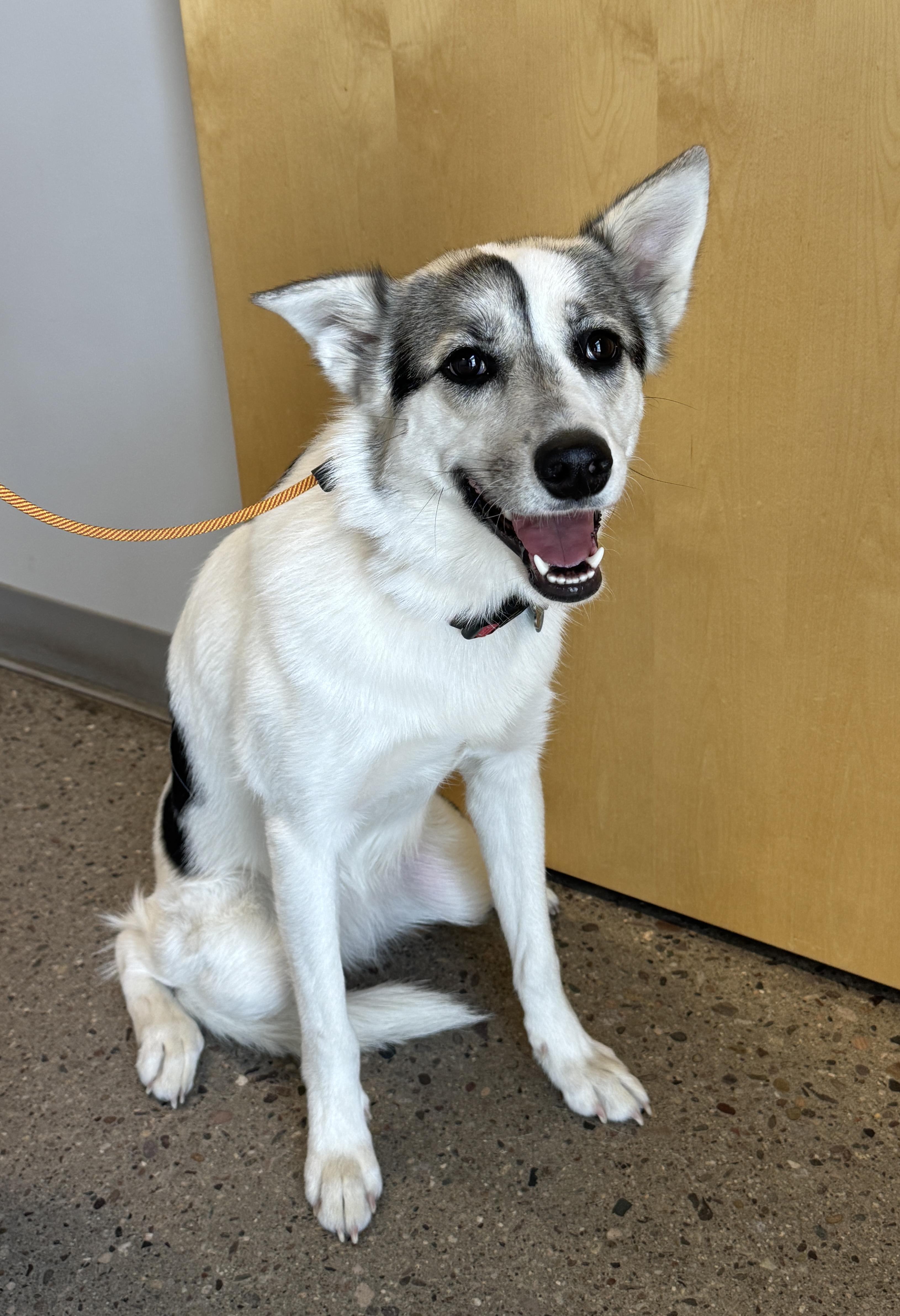 Enlarge Patches, a ADOPTABLE mixed breed in Scottsdale, AZ image 3/6