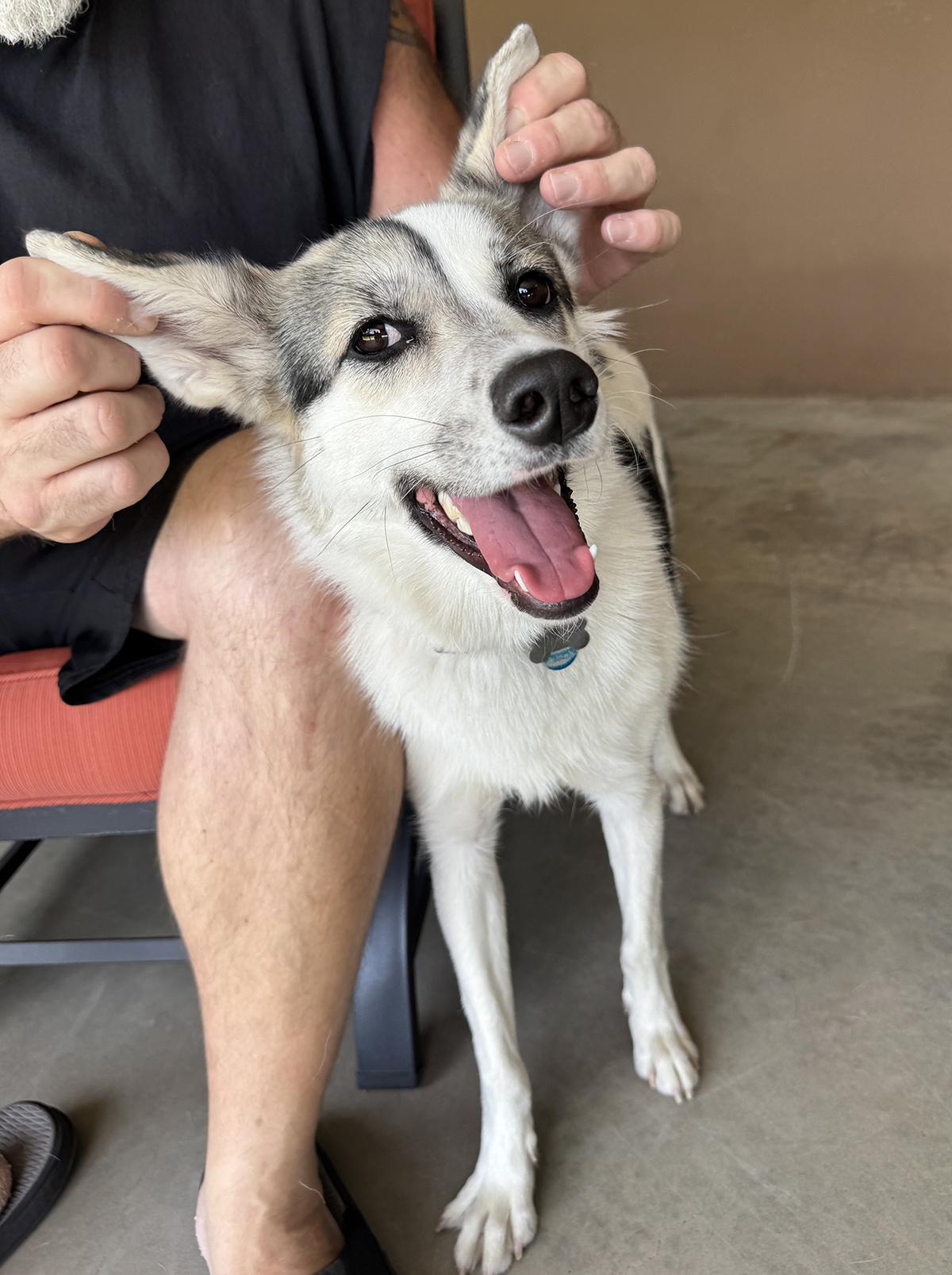 Enlarge Patches, a ADOPTABLE mixed breed in Scottsdale, AZ image 1/6
