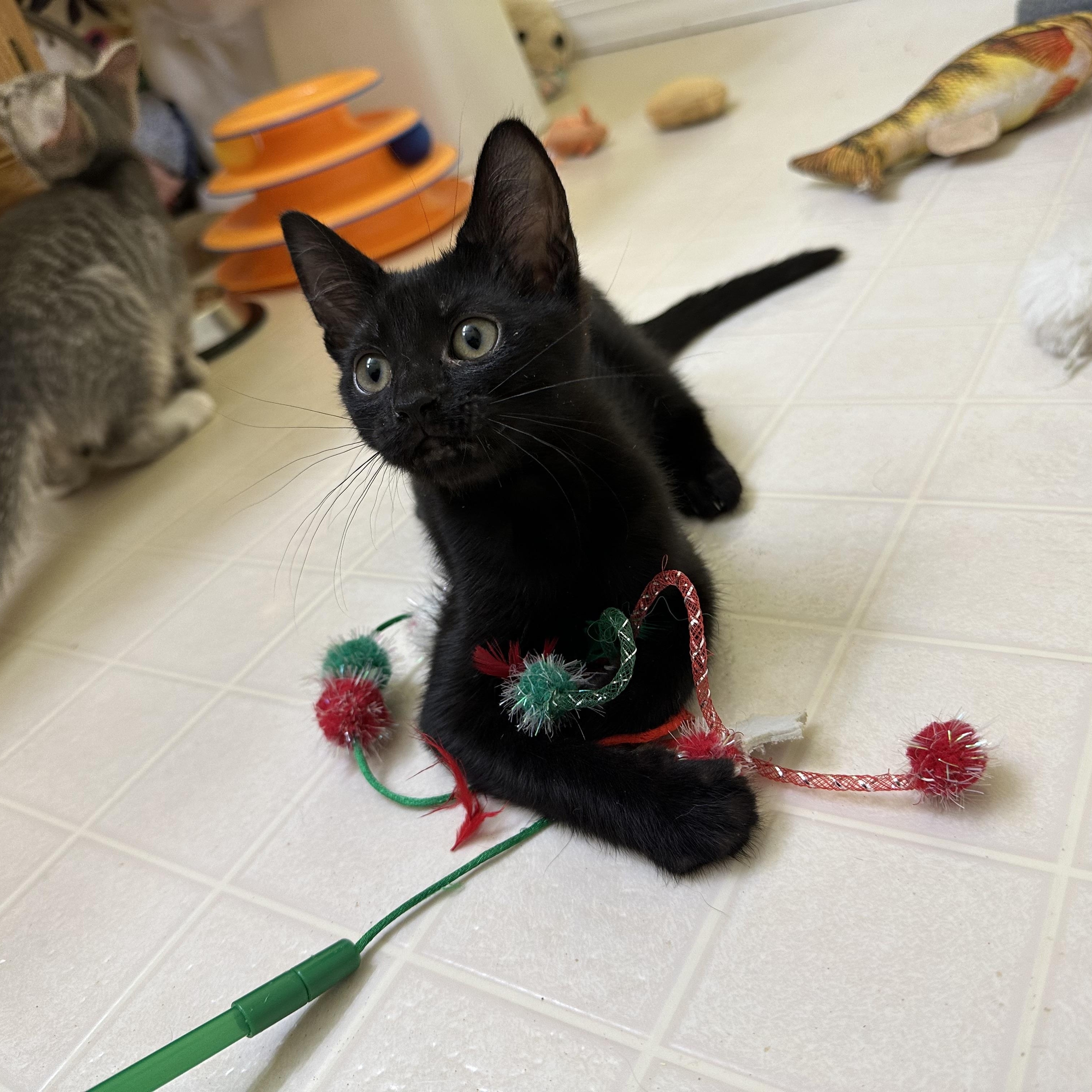 Coffee, a Adoptable Domestic Short Hair in Elkton, MD image 2/4