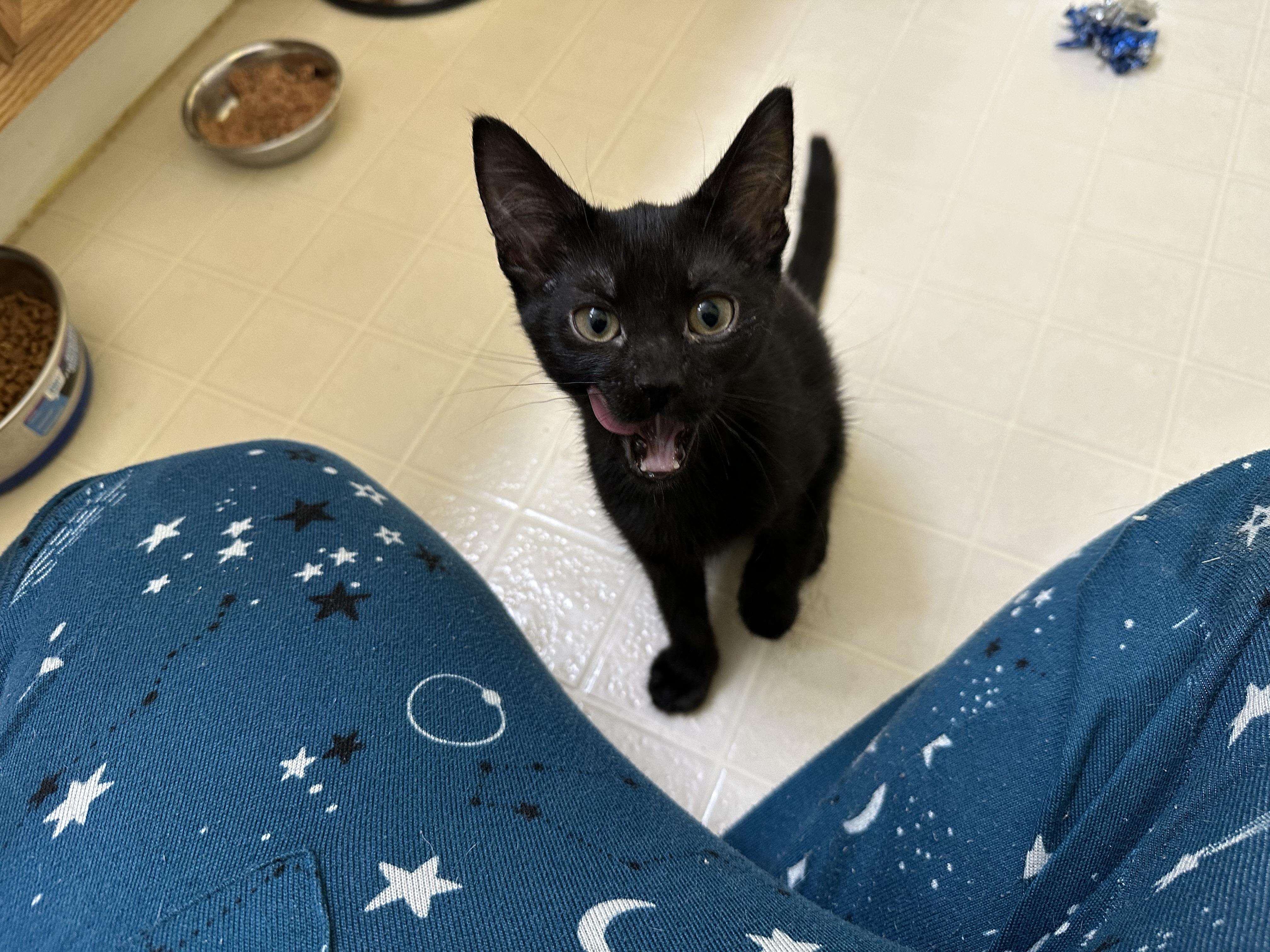 Coffee, a Adoptable Domestic Short Hair in Elkton, MD image 1/4