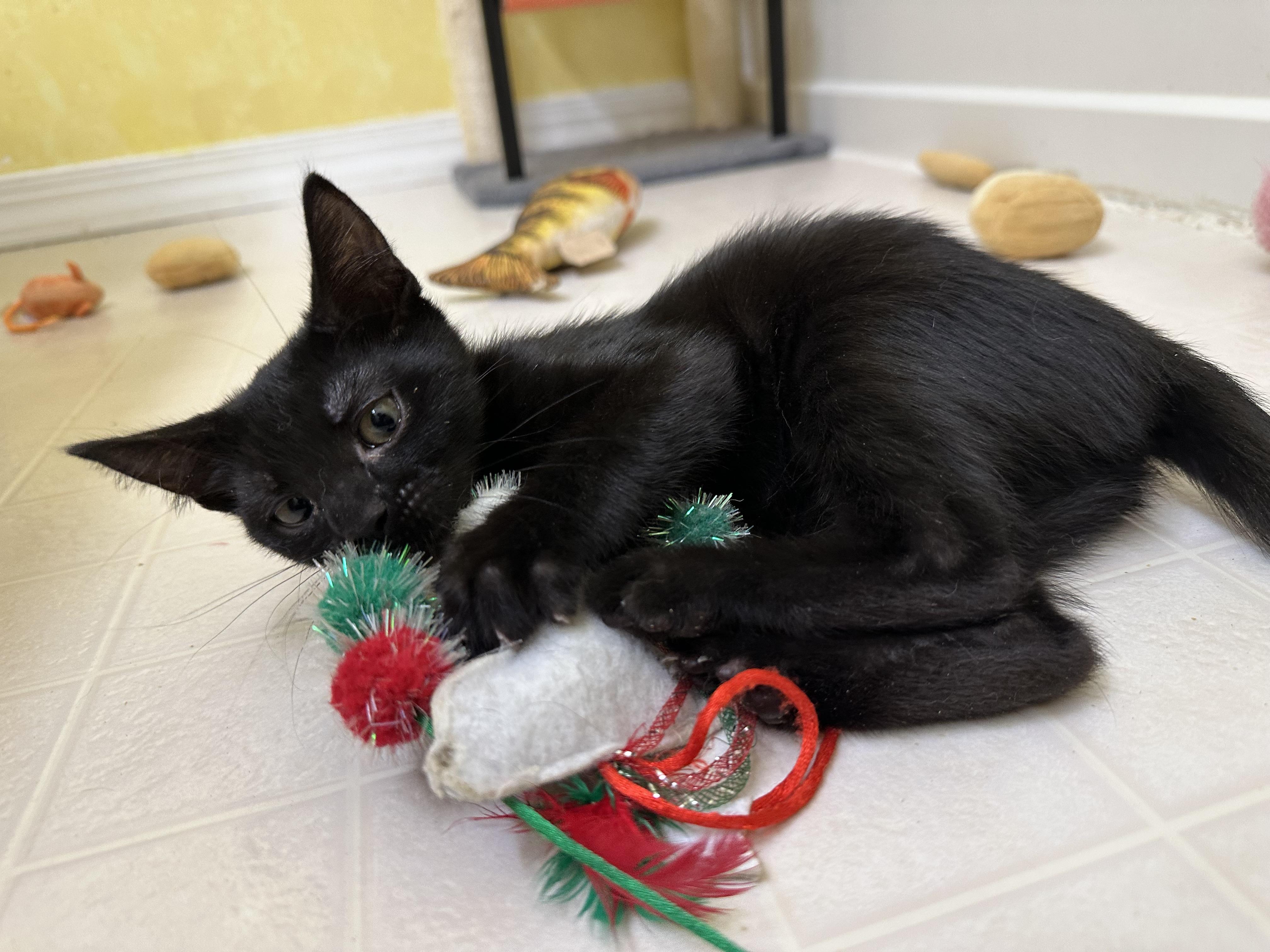 Coffee, a Adoptable Domestic Short Hair in Elkton, MD image 3/4
