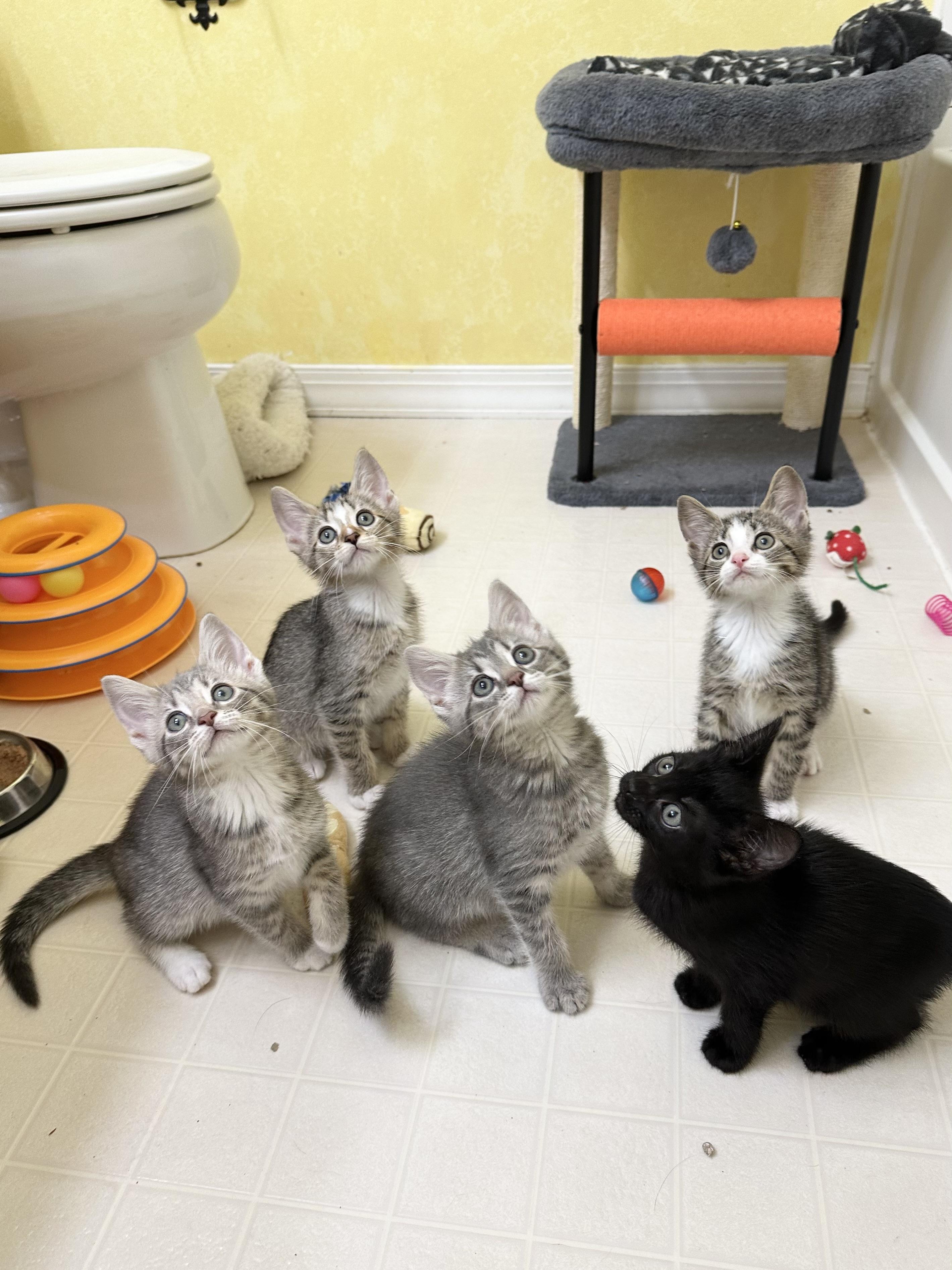 Coffee, a Adoptable Domestic Short Hair in Elkton, MD image 4/4