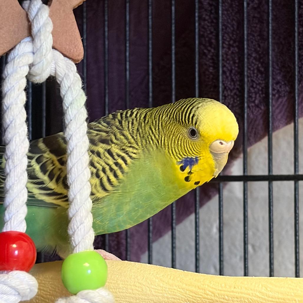 Sock 'Em, Adoptable, Adult Female Parakeet (Other).