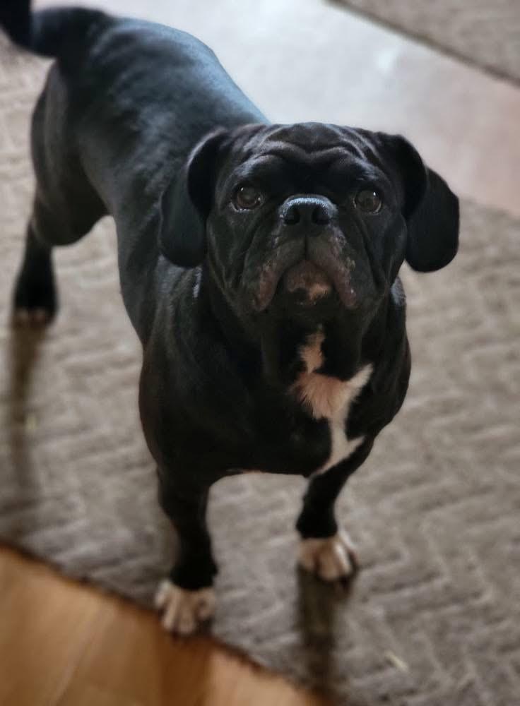 Enlarge Freya, an adopted Pug in Fountaintown, IN image 5/5