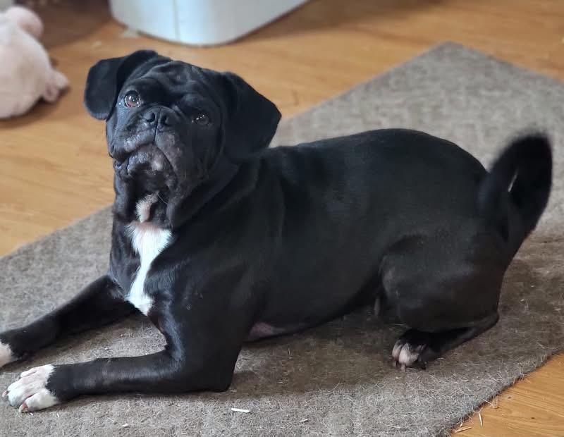Enlarge Freya, an adopted Pug in Fountaintown, IN image 3/5